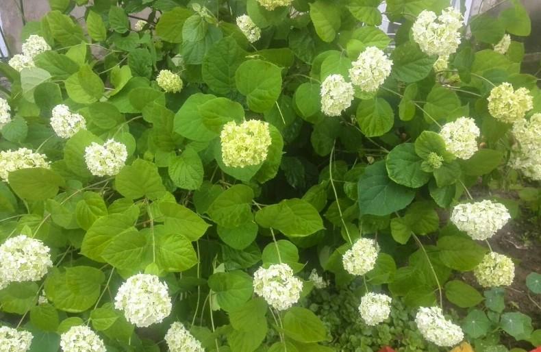 Які гортензії потрібно обрізати осінню