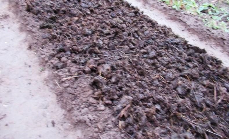 Чи обов'язково вкривати грядку з часником під зиму і як правильно це зробити