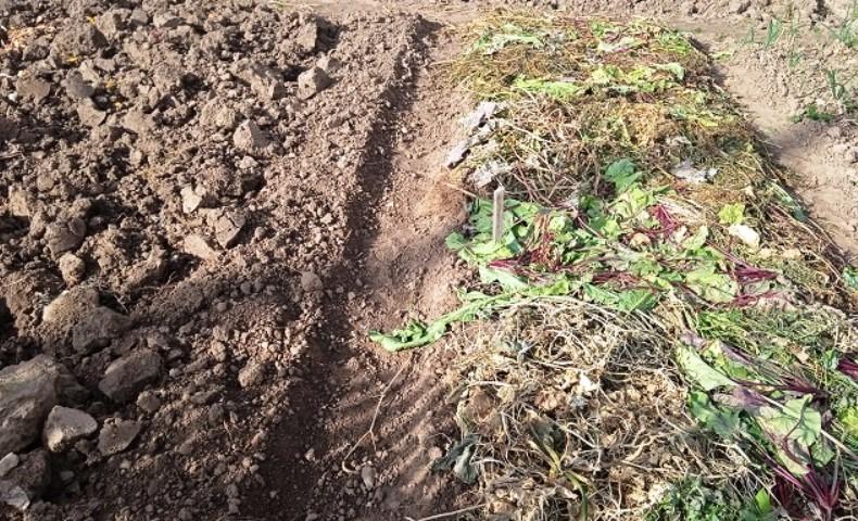 Чи обов'язково вкривати грядку з часником під зиму і як правильно це зробити