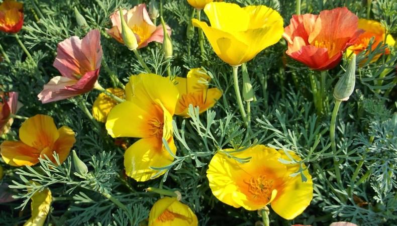 Квіти, які потрібно встигнути посіяти у жовтні