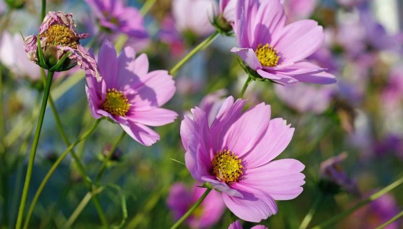 Квіти, які потрібно встигнути посіяти у жовтні