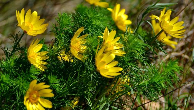 Квіти, які потрібно встигнути посіяти у жовтні