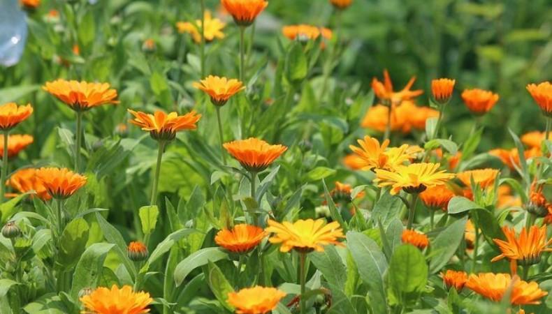 Квіти, які потрібно встигнути посіяти у жовтні