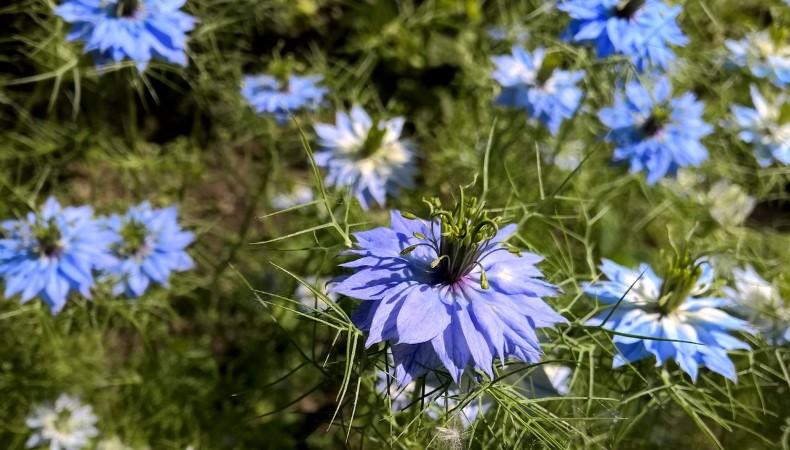 Квіти, які потрібно встигнути посіяти у жовтні