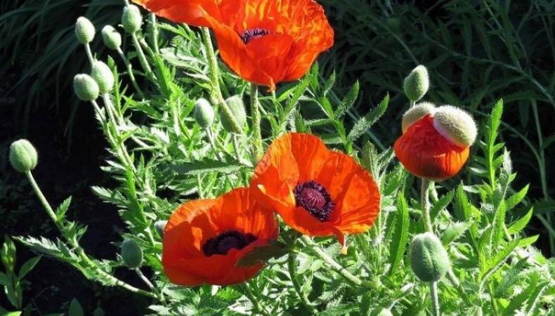 Квіти, які потрібно встигнути посіяти у жовтні