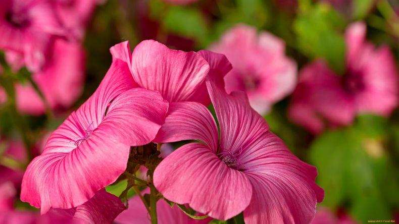 Квіти, які потрібно встигнути посіяти у жовтні