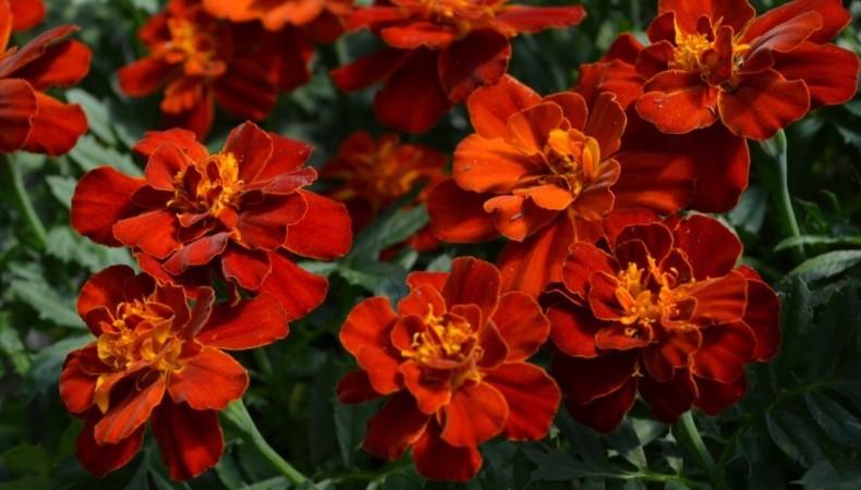 Квіти, які потрібно встигнути посіяти у жовтні