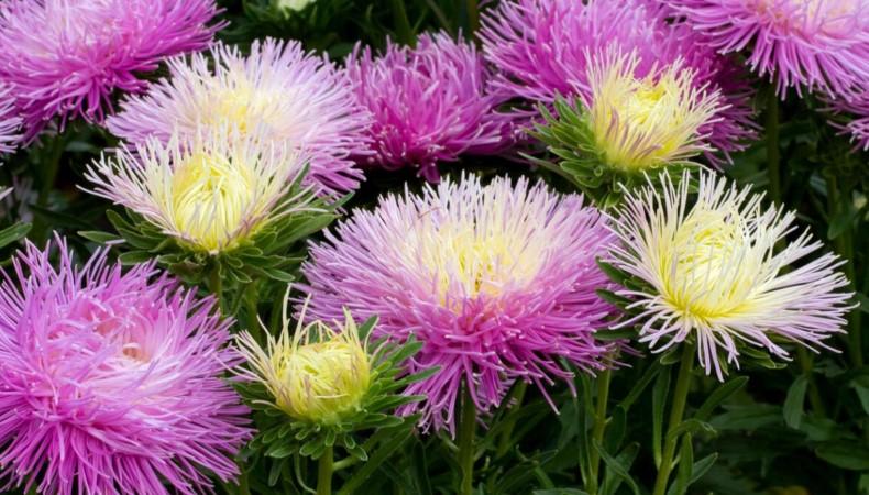 Квіти, які потрібно встигнути посіяти у жовтні