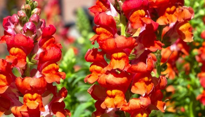 Квіти, які потрібно встигнути посіяти у жовтні