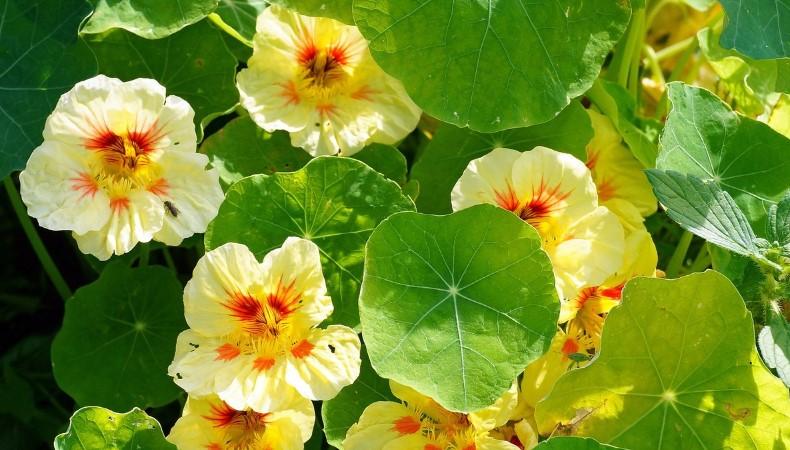 Квіти, які потрібно встигнути посіяти у жовтні