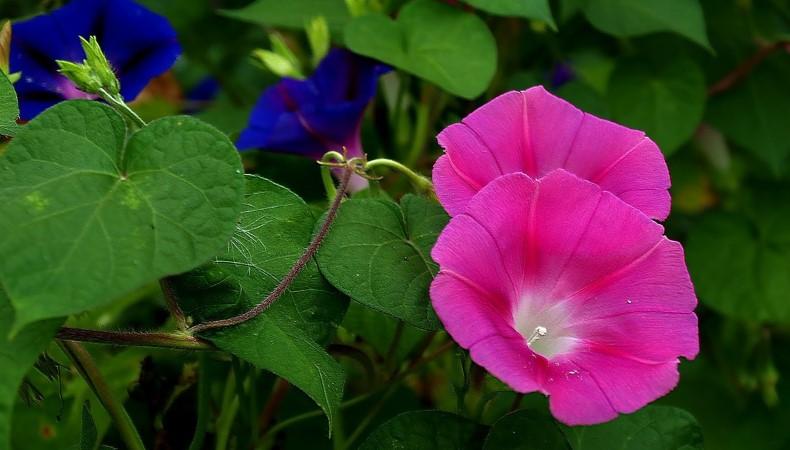 Квіти, які потрібно встигнути посіяти у жовтні