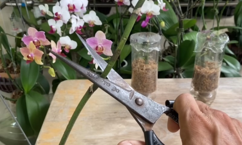 Розмноження орхідей вдома: простий спосіб