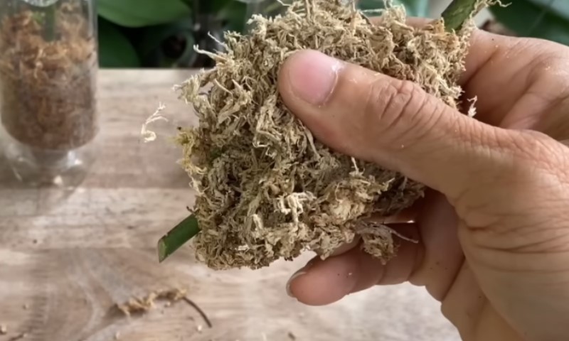 Розмноження орхідей вдома: простий спосіб