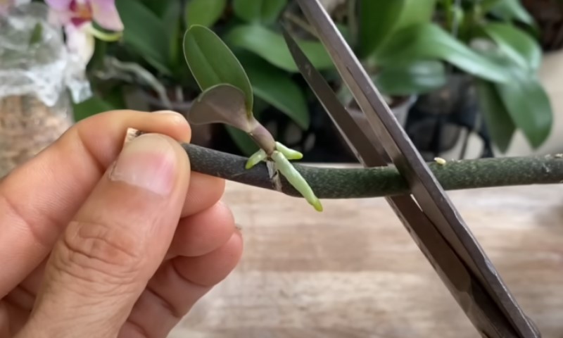 Розмноження орхідей вдома: простий спосіб