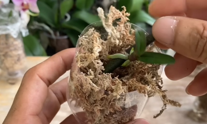 Розмноження орхідей вдома: простий спосіб