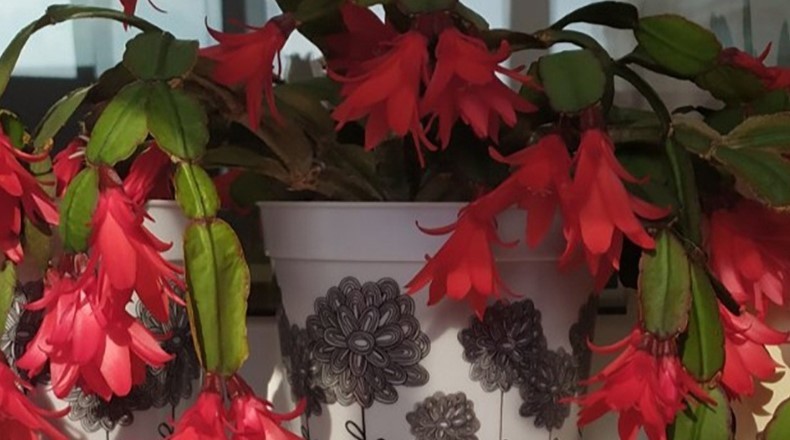 Вкоріняю вередливі живці різдвяника. Домашній спосіб