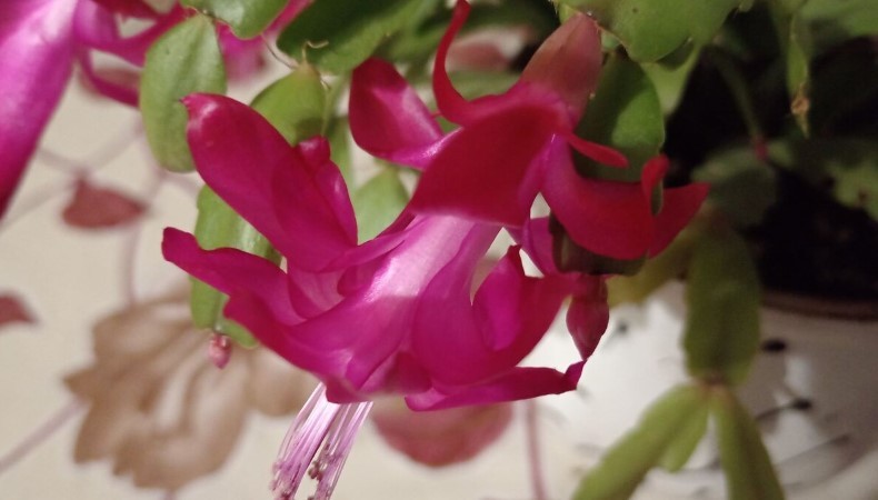 Чому різдвяник не цвіте взимку. 5 головних помилок під час догляду