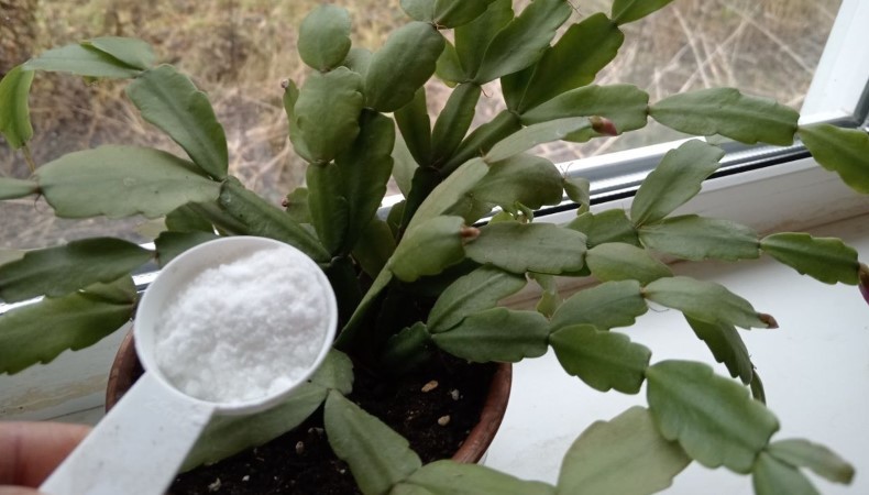 Чому різдвяник не цвіте взимку. 5 головних помилок під час догляду