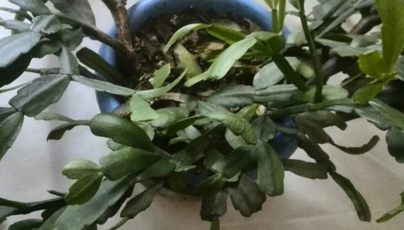 Чому різдвяник не цвіте взимку. 5 головних помилок під час догляду