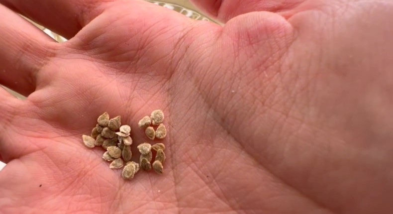 Насіння проросло на 3 день. Тільки вода і нічого більше