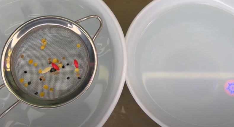 Насіння проросло на 3 день. Тільки вода і нічого більше