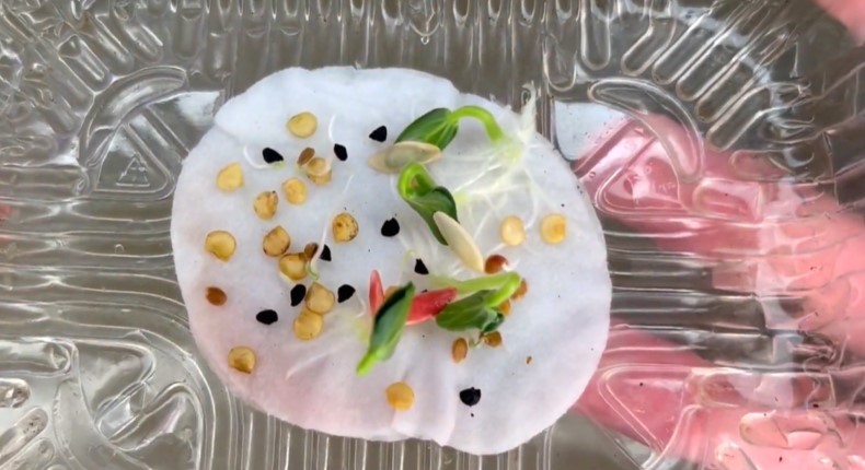 Насіння проросло на 3 день. Тільки вода і нічого більше