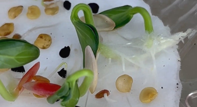 Насіння проросло на 3 день. Тільки вода і нічого більше