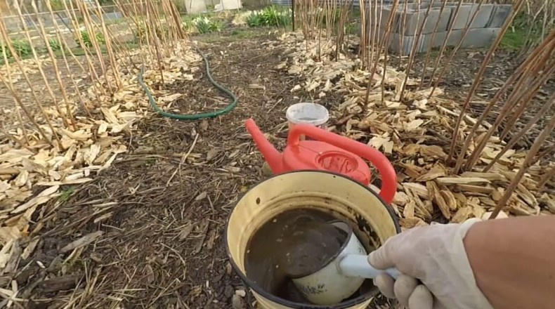 Обов'язкове підживлення малини після сходу снігу