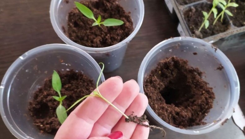 Робимо розсаду перцю кремезною та якісною. 2 кращі підживлення