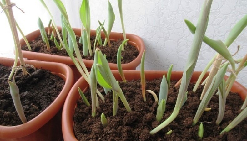 Як доглядати за тюльпанами навесні, щоб не підвели із пишним цвітінням