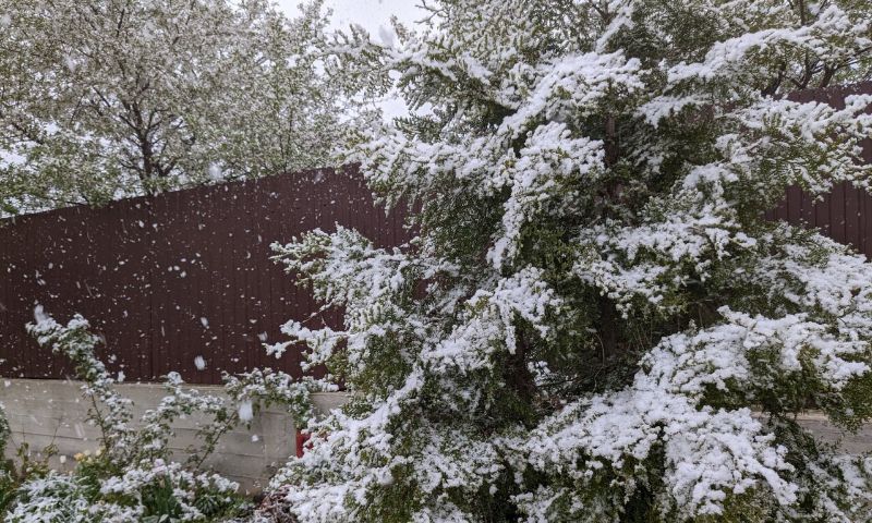 3 способи, як захистити плодові дерева та ягідні чагарники від заморозків