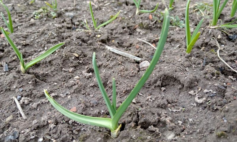 Перше підживлення часнику