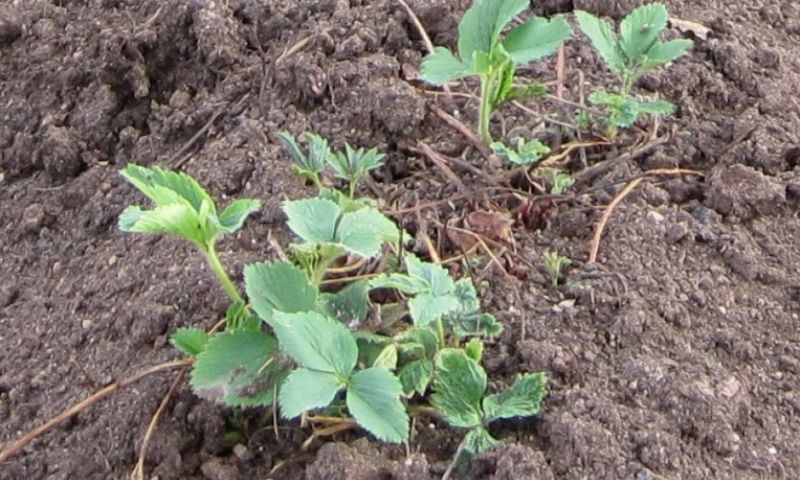 Підживлення полуниці весною