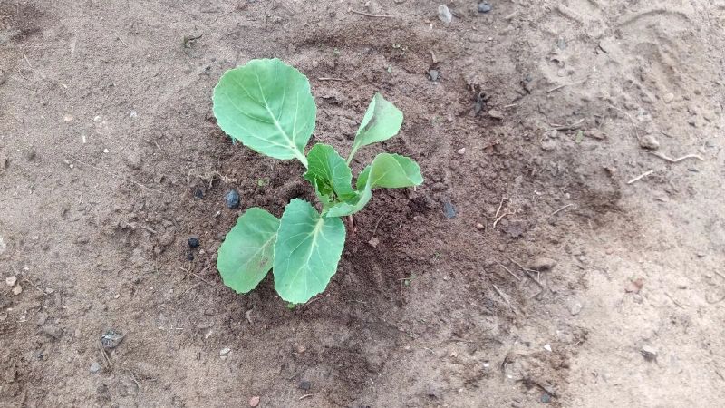 Обробка капусти від хрестоцвітної блішки