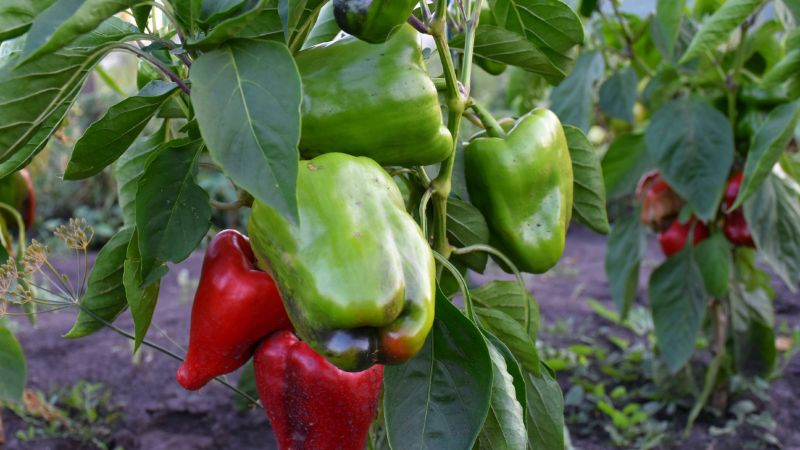 Що найкраще додати в лунку при посадці перцю для гарного врожаю