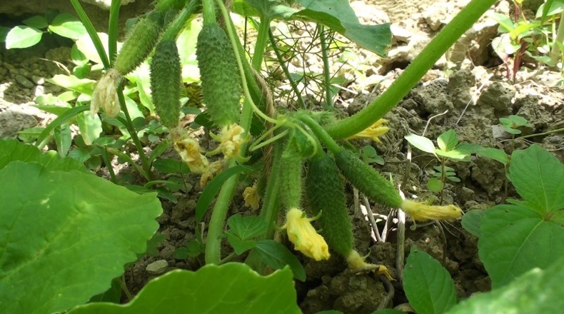 Зійшли огірки: що робити далі, щоб вони росли міцними та здоровими