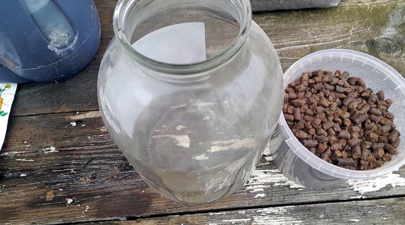 Зійшли огірки: що робити далі, щоб вони росли міцними та здоровими