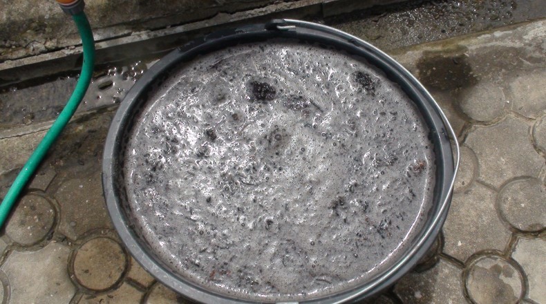 Зійшли огірки: що робити далі, щоб вони росли міцними та здоровими