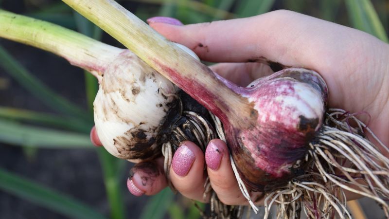 Вносимо друге підживлення. Часник почне формувати великі та здорові головки