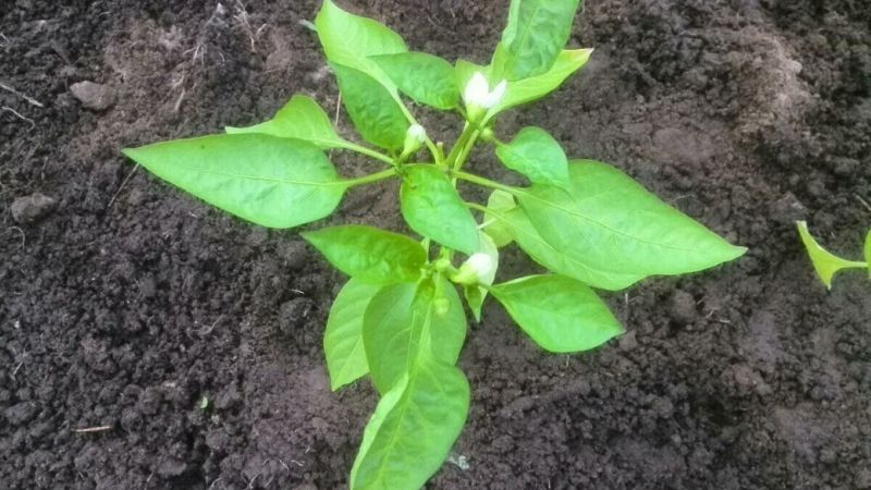 1 ст. л. у ямку для розсади, щоб перець швидко прижився і не захворів