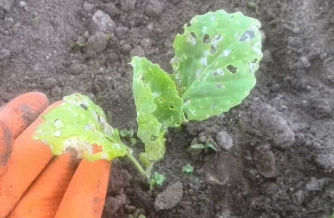 Обробка капусти від хрестоцвітної блішки