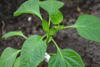 Що я додаю в лунку при посадці перців