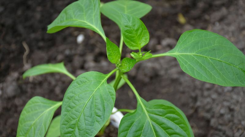 Що я додаю в лунку при посадці перців