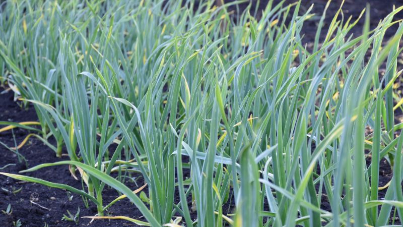 Вносимо друге підживлення часнику