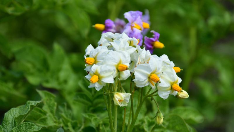 3 обов'язкові заходи щодо догляду за картоплею в період цвітіння