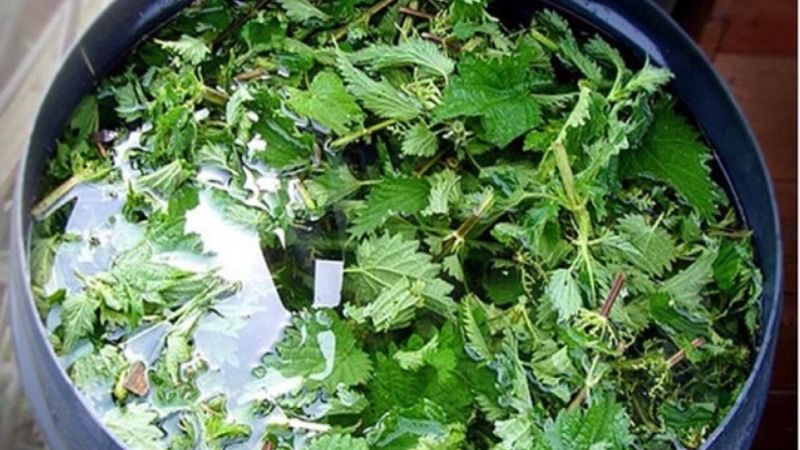 Які рослини не варто поливати зеленою бродилкою