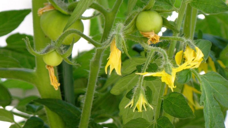 Улюблене підживлення томатів у період цвітіння – для багатого врожаю