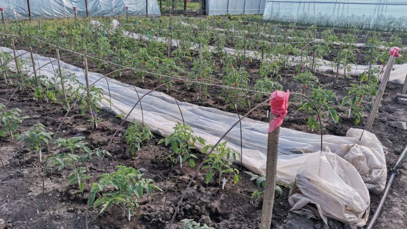 1 ст. л. на 10 л води для томатів. Чим поливаємо, щоб не було вершинної гнилі