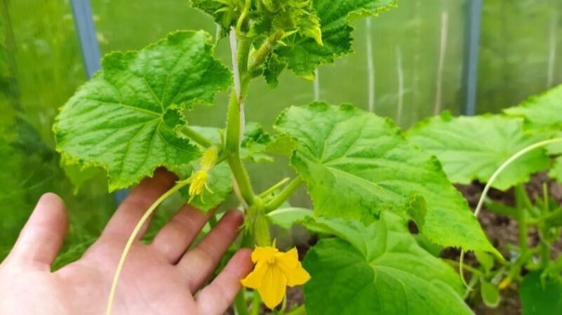 Улюблене підживлення огірків, коли листя жовтіє