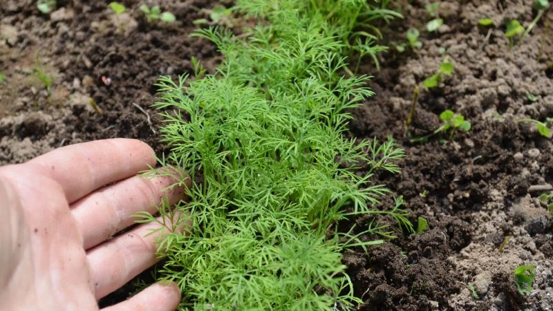 Улюблене підживлення для кропу, щоб була пишна зелень